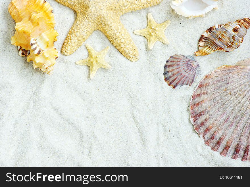 Starfish and shells on the beach. Starfish and shells on the beach