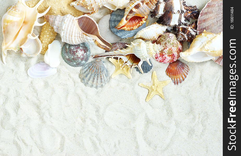 Starfish and shells on the beach sand. Starfish and shells on the beach sand