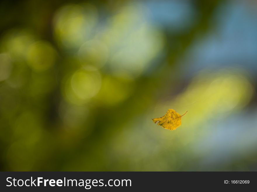 Stop motion shot of falling leaf from a tree. Stop motion shot of falling leaf from a tree