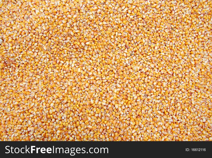 Fresh corn of mais after harvesting