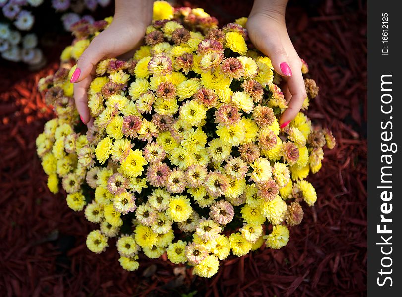 Flowers In Girl Hands