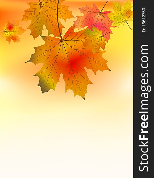 Autumn Background With Maple Leaves.