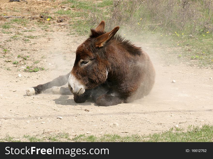 Brown donkey cleaning his coat