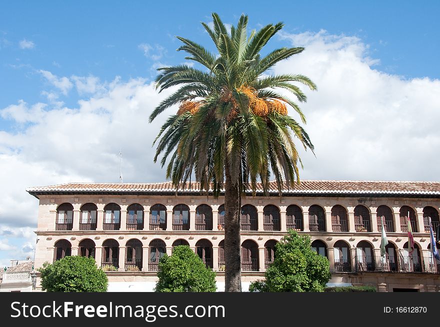 Palm tree and Ronda town Hall