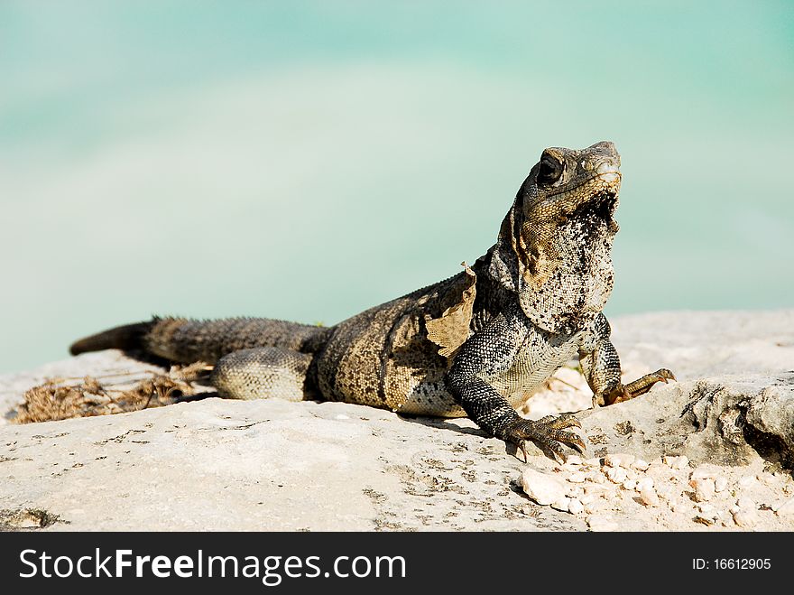 Iguana, typical reptile in Riviera Maya