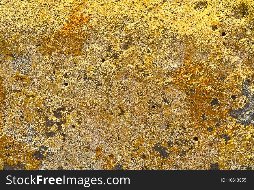 yellow stones at the coastline covered by lichen