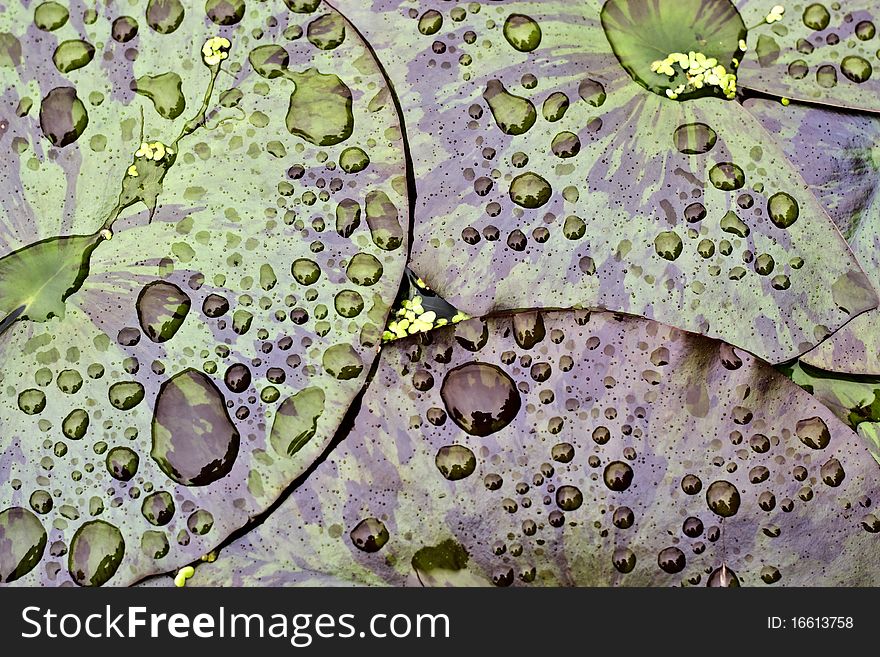 A background of a close up of large waterlily leaves covered with raindrops