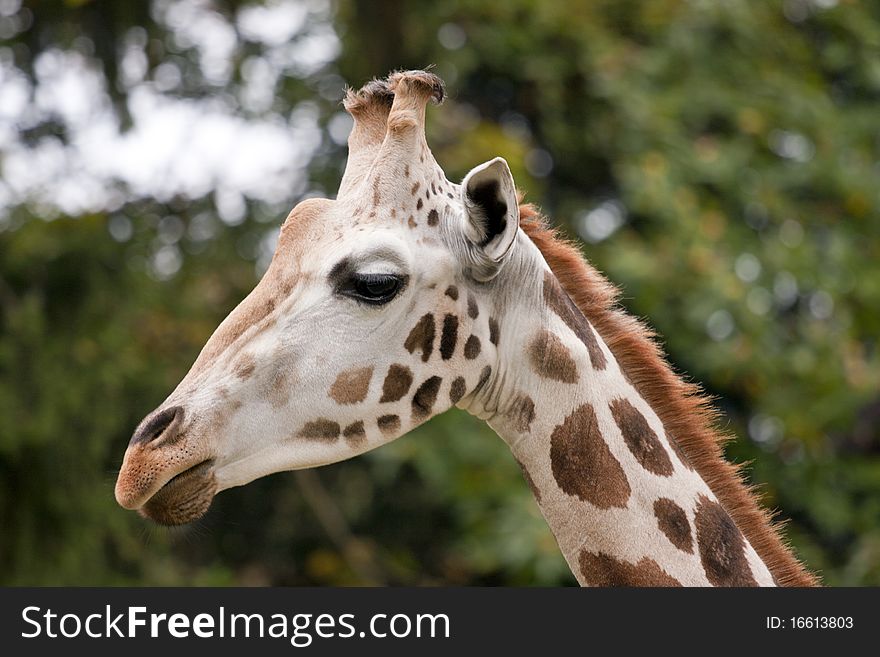 Closeup of the giraffe head.