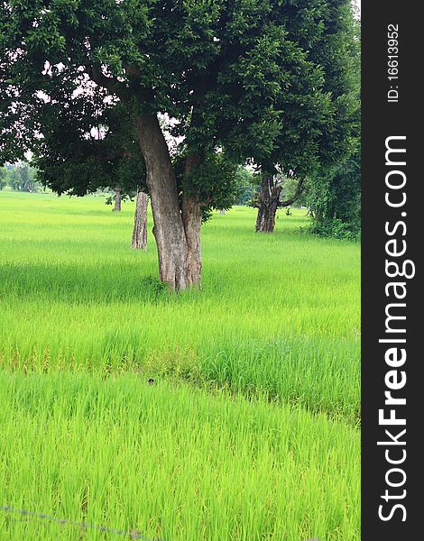 Rice farm on the mountain