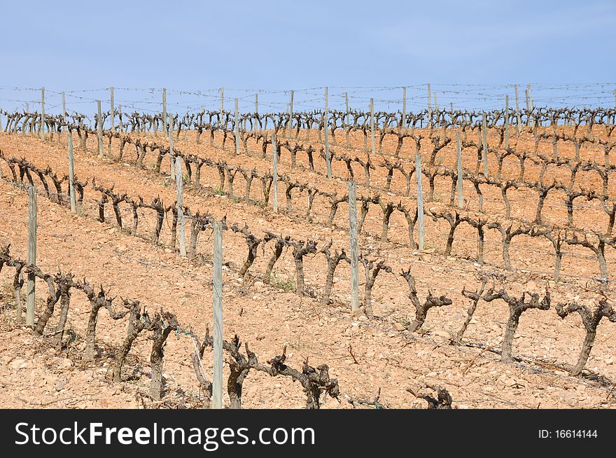 Grapevines in winter, La Rioja (Spain)