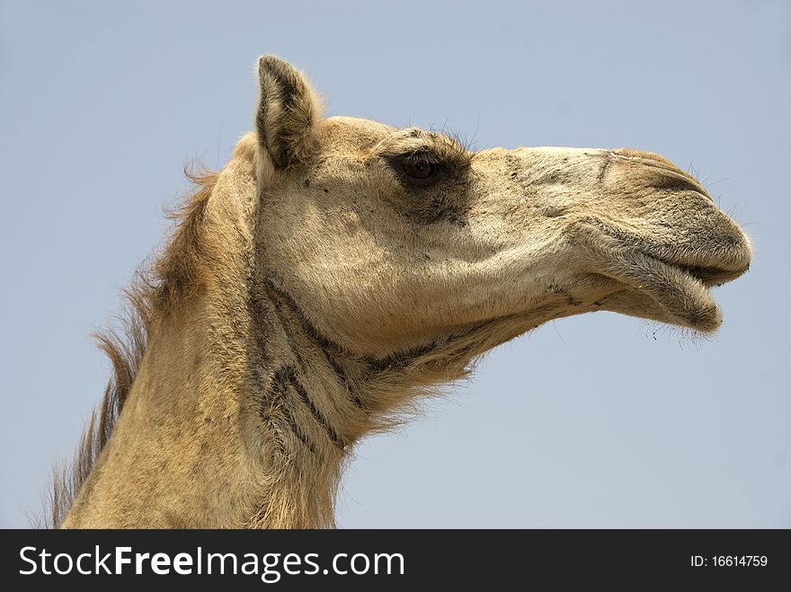 A white Camel face against blue skies
