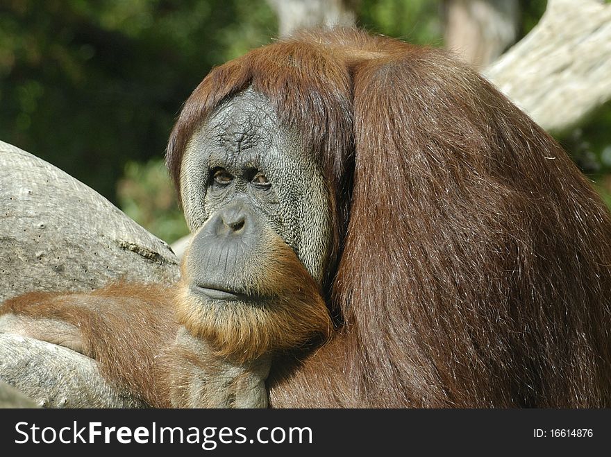 Close-up image of an orangutan looking at the photographer. Photo taken at the San Diego Zoo. Close-up image of an orangutan looking at the photographer. Photo taken at the San Diego Zoo.