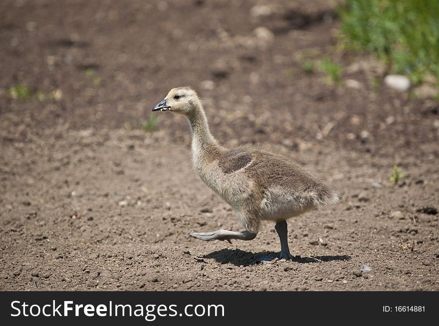 Canadian Gosling Walking In The Dirt