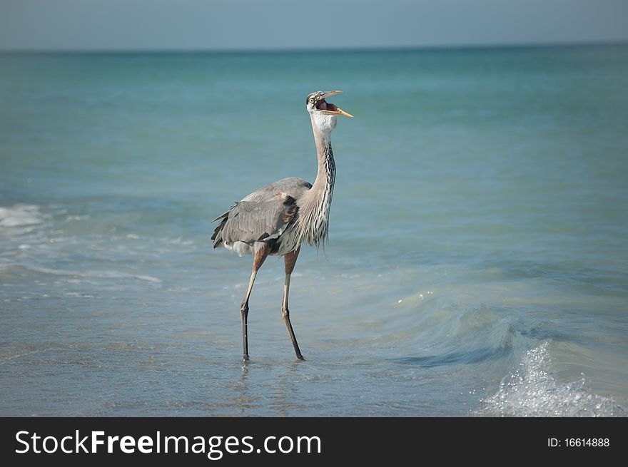 Great Blue Heron Swallowing a Fish on the Beach