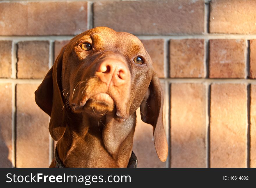 A Hungarian Vizsla Dog poses in front of a red brick wall in the evening. A Hungarian Vizsla Dog poses in front of a red brick wall in the evening.