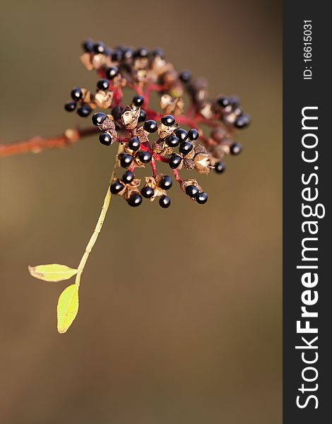 Wild plant show its fruit in autumn. Wild plant show its fruit in autumn