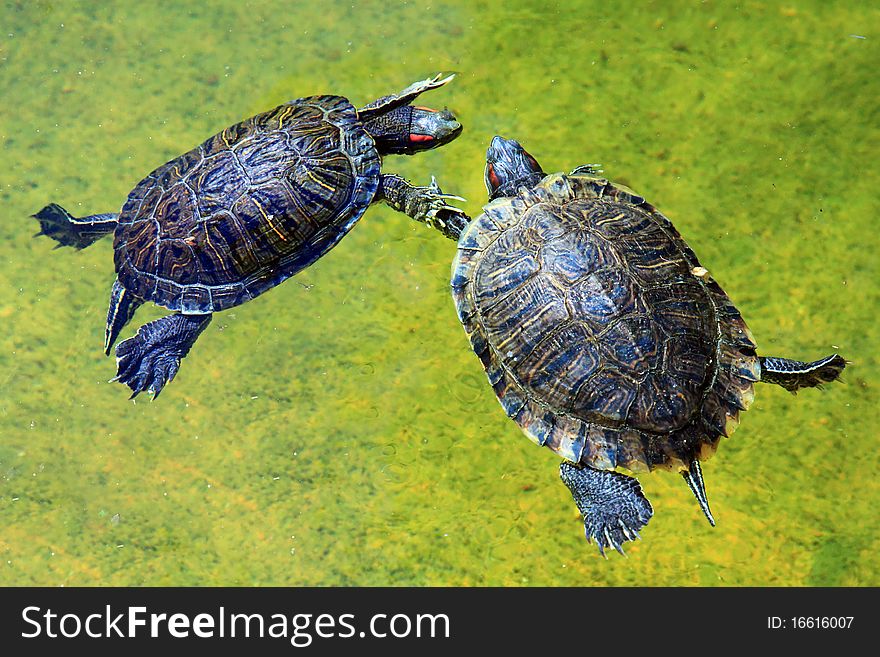 Two Red-eared Slider Turtle (Trachemys scripta elegans) swimming hand in hand