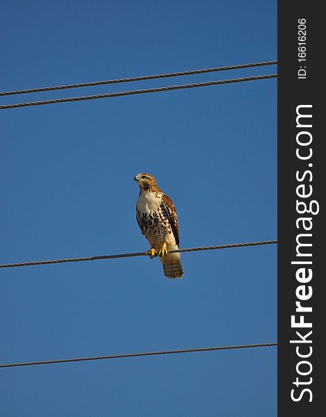 A red-tailed hawk on a wire. A red-tailed hawk on a wire
