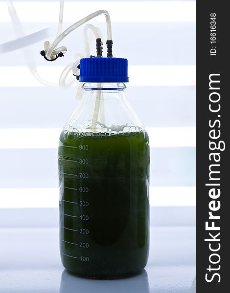 Green Seaweed In Test Bottle