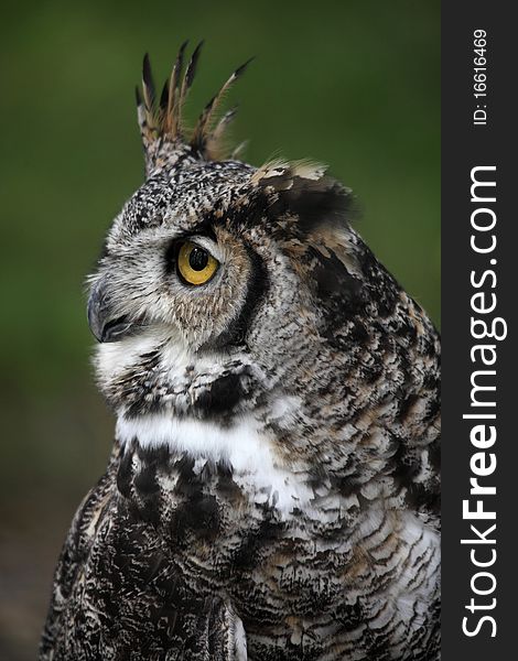 Beautiful Great horned owl eyes