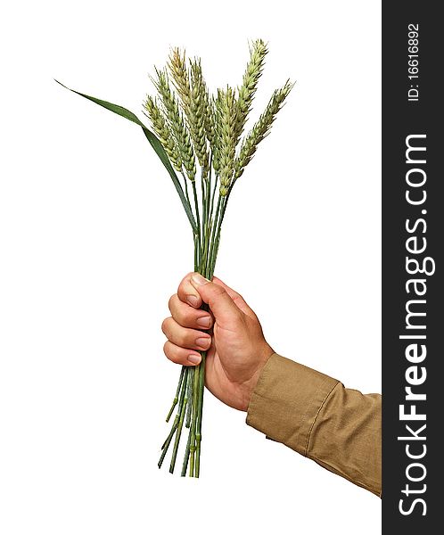 Farmer presenting bunch of wheat as a gift of agriculture