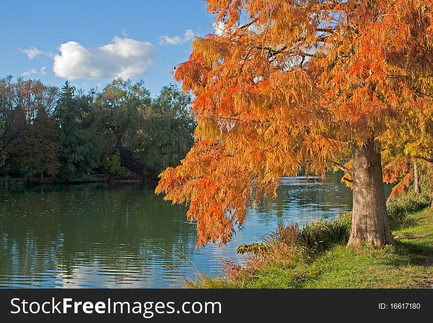 Orange Larch On A Lake Shore