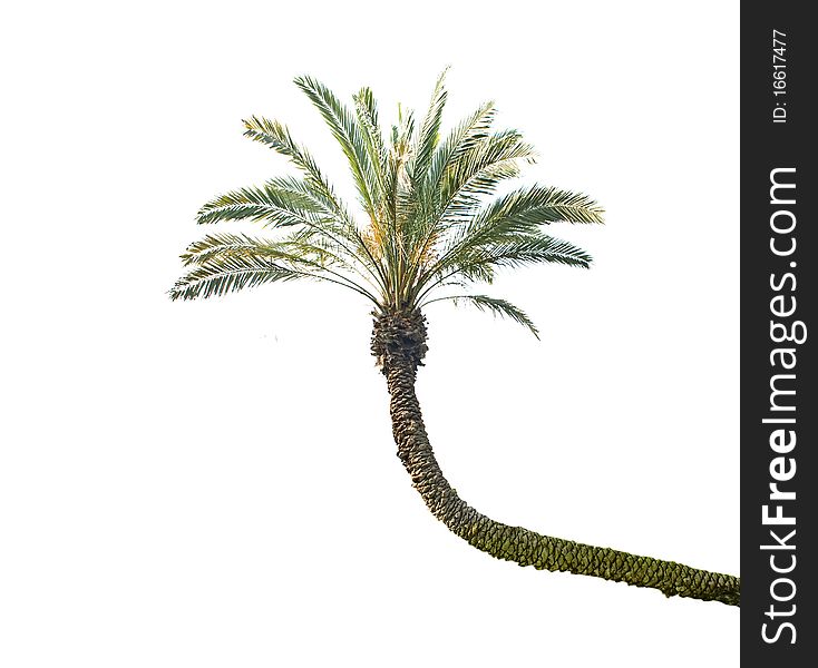 Palm Tree