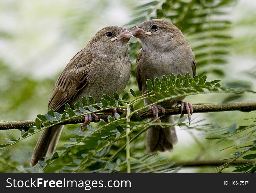 Siblings of Common House Sparrows