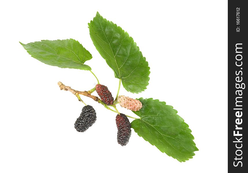 Black mulberries isolated on white background