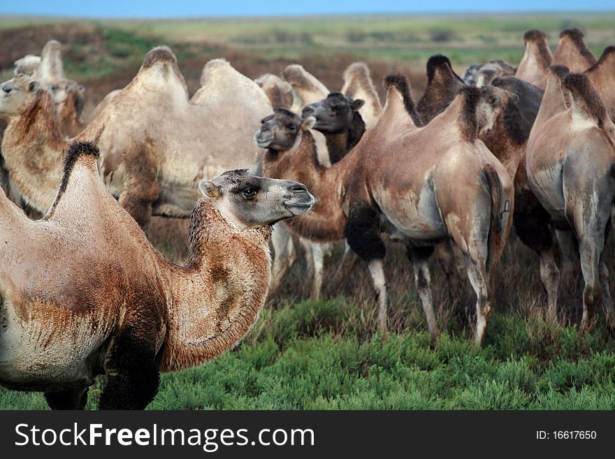 Herd of camels in the field. Herd of camels in the field
