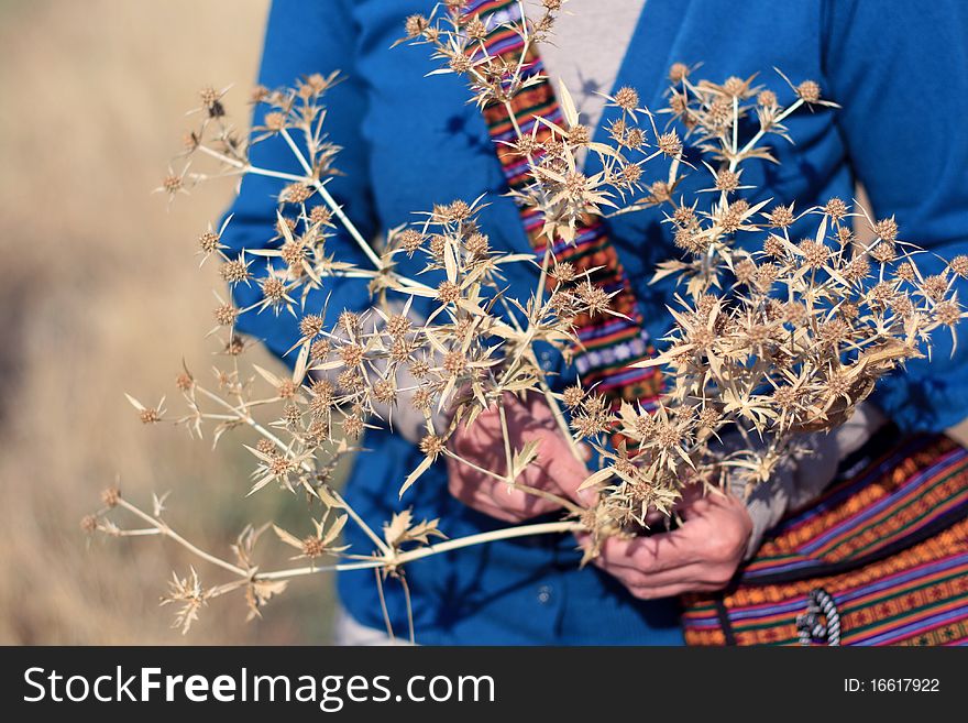 A thorn camel bush in the steppe. A thorn camel bush in the steppe