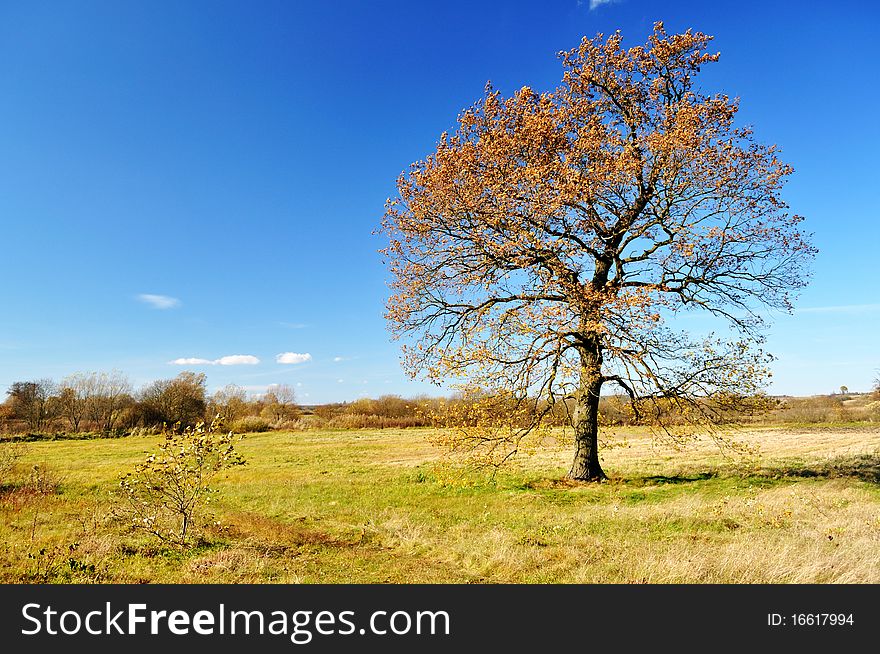 Lonely autumn oak tree in the field