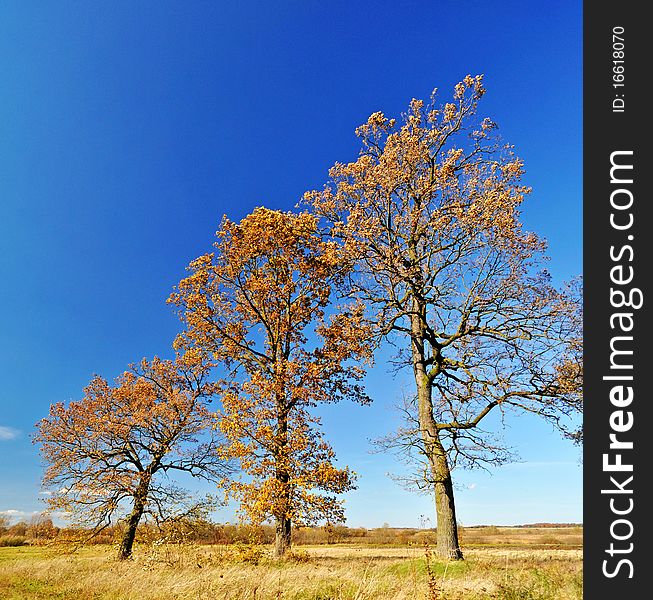 Three oak trees in the field. Autumn landscape. Panorama