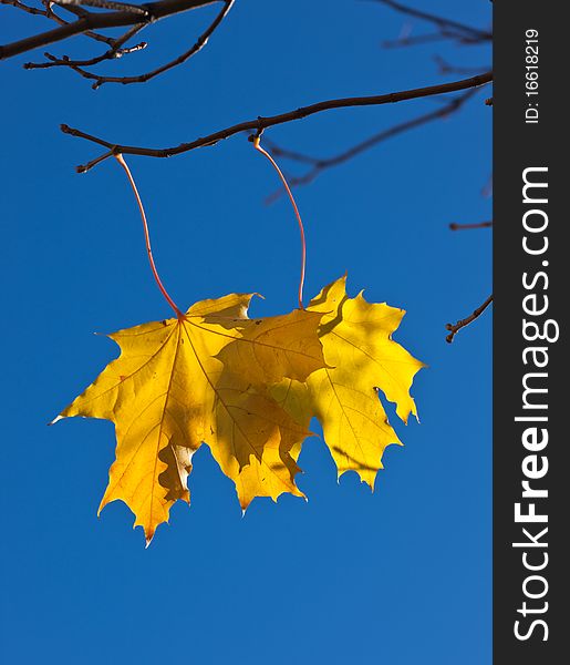 Last yellow leaves in the end of autumn. Last yellow leaves in the end of autumn