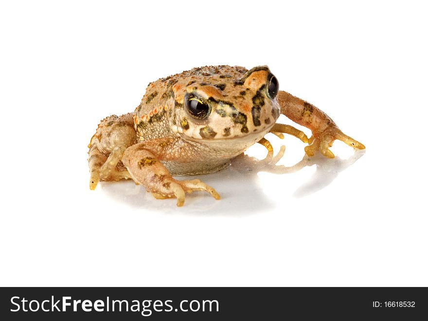 Toad isolated on white background