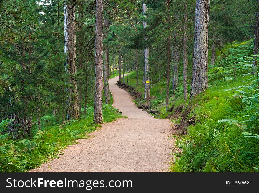 Jogging Mountain Track In Summer