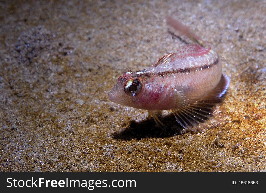 Common Triple fin fish New Zealand