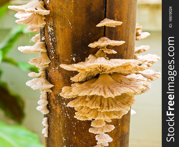 Fungi on dry bamboo in the morining