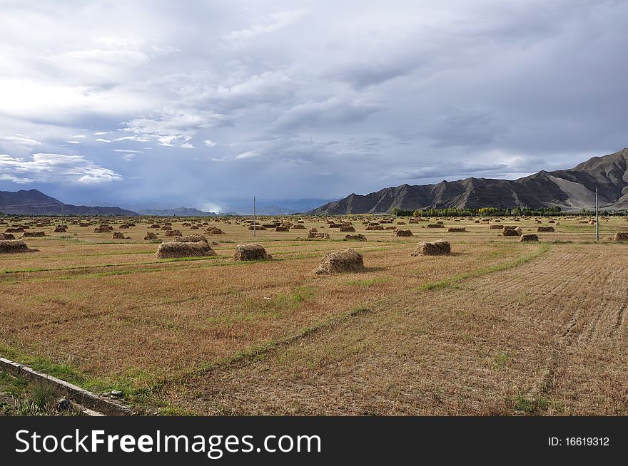 This is the field of Tibet with an abundant harvest, in the middle of the field is the reaped highland barley. This is the field of Tibet with an abundant harvest, in the middle of the field is the reaped highland barley.