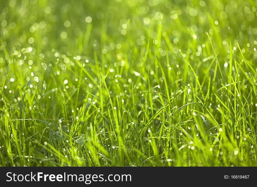 Dew drops on green graas. Close-up