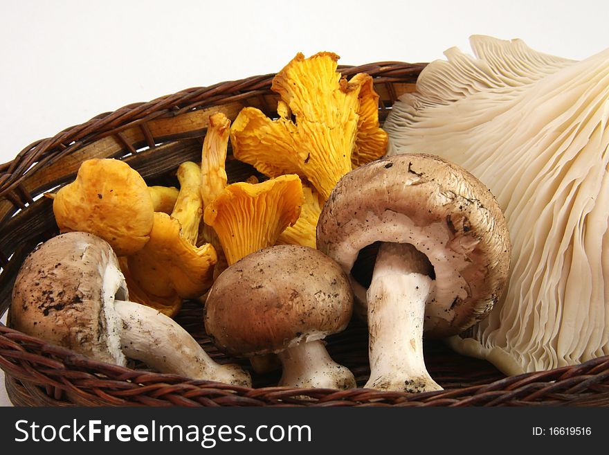 Basket of mushrooms in autumn