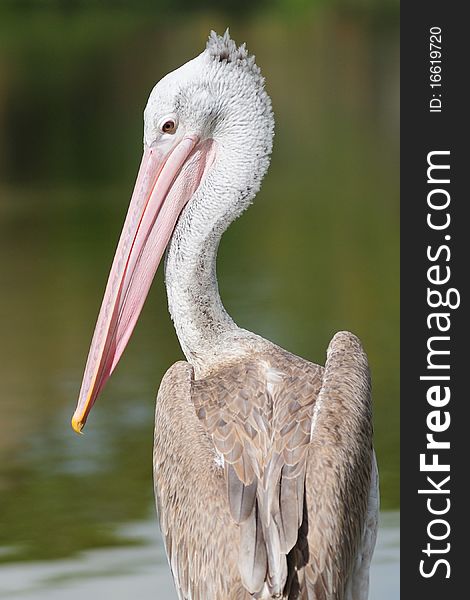 A Pelican in a lake