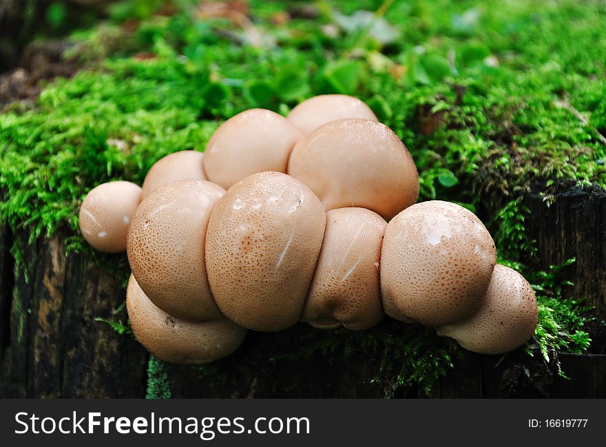Beautiful autumn mushrooms on the stump