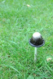 One Mushroom On The Green Grass Royalty Free Stock Image One Mushroom On The Green Grass Royalty Free Stock Image