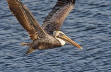 Brown Pelican In Flight Closeup Stock Images Brown Pelican In Flight Closeup Stock Images