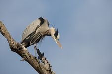 Great Blue Heron Stock Images Great Blue Heron Stock Images