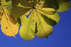 Chestnuts Leaves And Fly Royalty Free Stock Photography