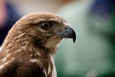 Red Tailed Hawk Stock Photos Red Tailed Hawk Stock Photos