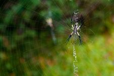 Black Yellow Garden Spider On Web Royalty Free Stock Photography Black Yellow Garden Spider On Web Royalty Free Stock Photography