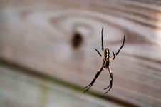 Black Yellow Garden Spider On Web Stock Image Black Yellow Garden Spider On Web Stock Image